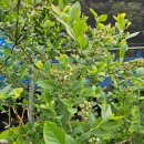 청산 블루베리 이미지