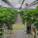 궁평농장 이미지