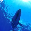 (부산스킨스쿠버, 스쿠바, 잠수, NAUI) 고래의 꿈을 찾아서 떠난 통가 바바우섬_주원 이미지