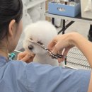 링크애견샵 이미지