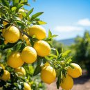 레몬 이미지