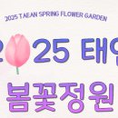 ✨🌟 365일 빛나는 아름다움! 태안 빛축제, 밤에 떠나는 황홀한 빛의 세계로!