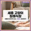 동행장묘 | 세종 고양이 장례식장 후기 좋은 곳은? 세종 반려묘 장례 시설 추천과 비용, 후기 안내.