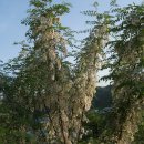 동구밖과수원길 이미지