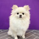 예쁘개# 애견미용실 이미지