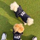 꼴배별장펜션 | [태안 애견펜션] 강아지 수영장, 잔디밭까지 완벽한 안면도 독채 블루독 풀빌라