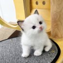 강아지와 고양이 이미지