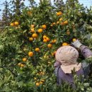 녹산2농장 이미지