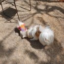 강서하이동물병원 이미지