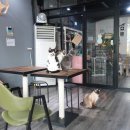 드럼통고양이 이미지