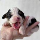 아담스펫 강아지분양 고양이분양 인천본점 이미지