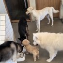 제일애견 | 전주애견호텔 소형견부터 대형견까지 함께 지내는곳