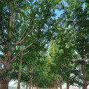 25년11월1일 독립기념관단풍나무길,곡교천 은행나무길,현충사 이미지