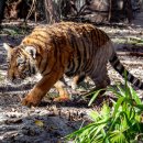 타이거벨리 이미지