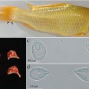 금붕어 지느러미의 Thelohanellus pseudonikolskii와 아가미의 Myxobolus koi 이미지