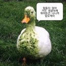 일본인학교 | [일본 교환학생] 일본 교환학생 솔직한 후기(일본어 실력, 일본인 친구, 비용, 추천&amp;비추천, 후회되는 점)