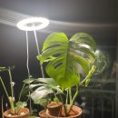 나의 작은 정원-홈 가드닝 이미지