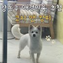 COZY | 강아지 가위컷 정착 후기 강동구 코지앤컴피 Cozy&amp;Comfy