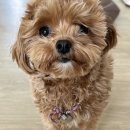 댕수무강 이미지