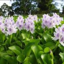 Handicraft Shop 이미지