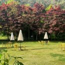 라피네 애견스파 이미지