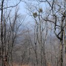 봄날, 설원에 찬바람 불고(덕두원→1276m,한강기맥,불발현,청량봉→원자운) 이미지