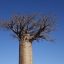 바오밥나무 이미지