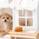 초이스펫 이미지