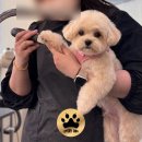 에브리독애견미용학원 | 광주애견미용학원 에브리독 6개월 수강 후기 솔직하게