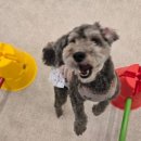 멍멍이와 숲속에서 이미지