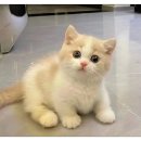 캣그램 광주 고양이분양 이미지