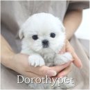 자연의 기억 | 봉덕동 말티즈 분양 하얗고 뽀얀 외모