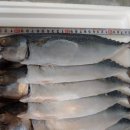 자반고등어 이미지