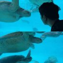 장전로6번길(3-358) | [오키나와 3박 4일] 1일차 - 포타마/오달렌트카/츄라우미수족관/비세자키해변/비세후쿠길/몬토레 리조트