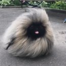 fluffy gizmo dog의 이미지