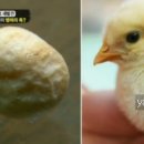 이모꼬