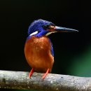 Blur-eared kingfisher. 이미지