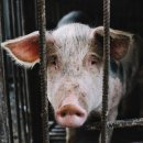 복주는돼지 이미지