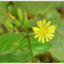 도깨비풀 이미지