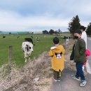 부영목장 이미지