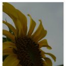 담양 명옥헌의 배롱나무꽃과 고창의 해바라기꽃 이미지