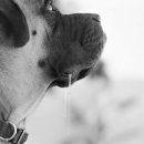 덕이꿀꿀이 이미지