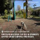 병둔 | 사천 애견동반 카페 커피팀버사천포레스트 : 카페 갔는데 숲이 있어요. 수프 말고 숲 (FOREST)