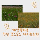 계양꽃마루 인천 코스모스 데이트 추천