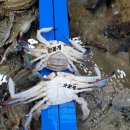 대천항수산물시장 이미지