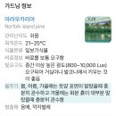 디플라워 | 남사 예삐플라워 후기 | 호야 알부카 아라우카리아 디사디아 화이트 구매 꿀팁