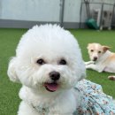 마마스미독펜트하우스 광주애견유치원&애견호텔 본점 이미지