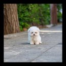 유앤미펫 강아지분양 고양이분양 용인점 이미지