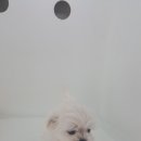 천지추 애견샵 이미지