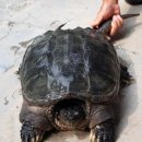 🐢500살 거북이 발견? 중국에서~🐢 이미지